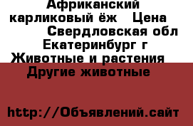 Африканский карликовый ёж › Цена ­ 3 000 - Свердловская обл., Екатеринбург г. Животные и растения » Другие животные   